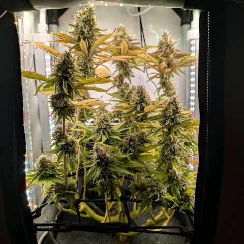 Northern Lights growlog timeline photo