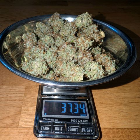 Northern Lights growlog timeline photo