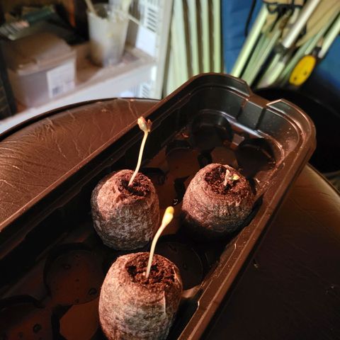 RoMelly growlog timeline photo