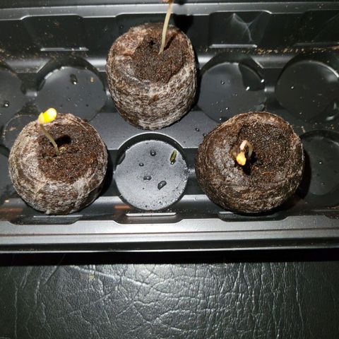 RoMelly growlog timeline photo