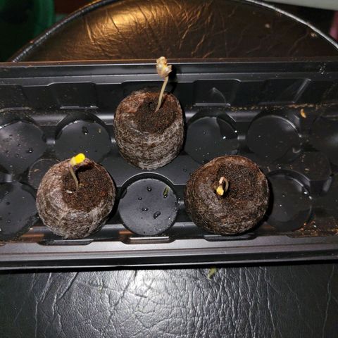 RoMelly growlog timeline photo