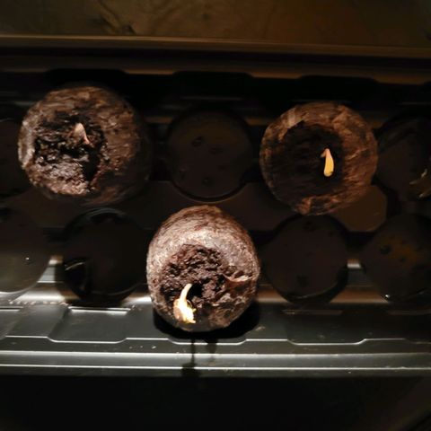 RoMelly growlog timeline photo