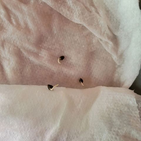 RoMelly growlog timeline photo