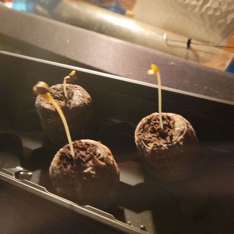 RoMelly growlog timeline photo