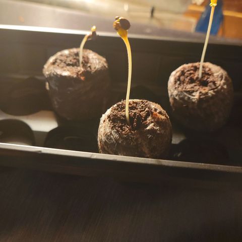 RoMelly growlog timeline photo