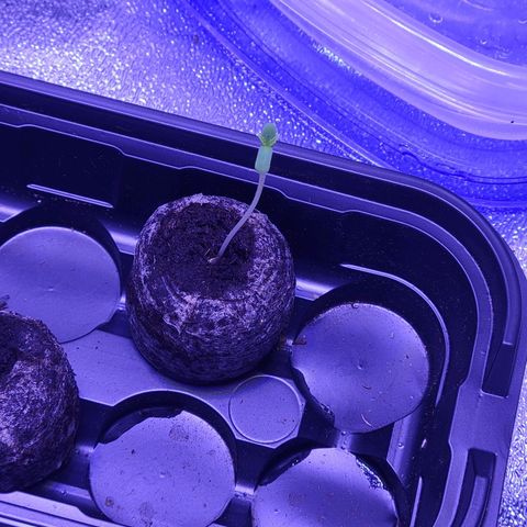 RoMelly growlog timeline photo