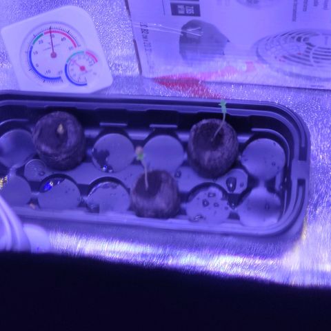 RoMelly growlog timeline photo