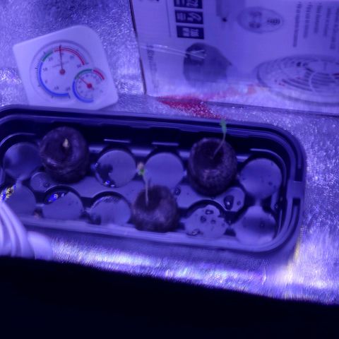 RoMelly growlog timeline photo