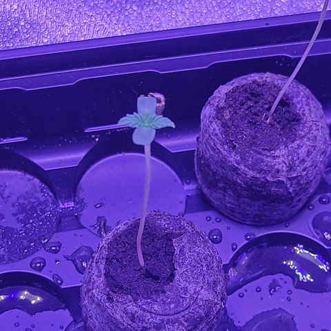 RoMelly growlog timeline photo