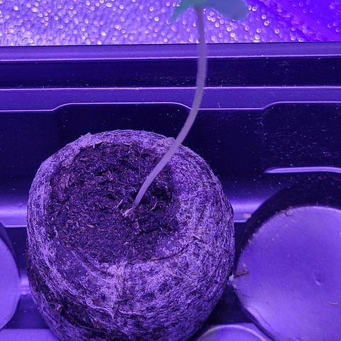 RoMelly growlog timeline photo