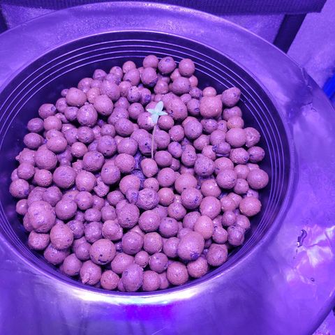 RoMelly growlog timeline photo