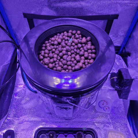 RoMelly growlog timeline photo