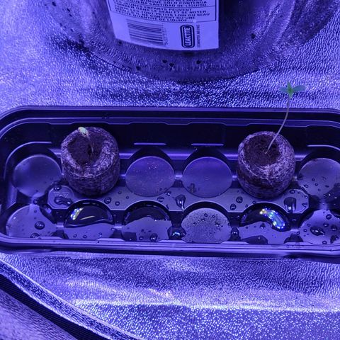 RoMelly growlog timeline photo