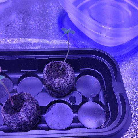 RoMelly growlog timeline photo