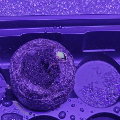 RoMelly growlog timeline photo