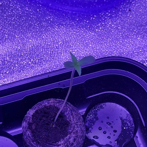 RoMelly growlog timeline photo