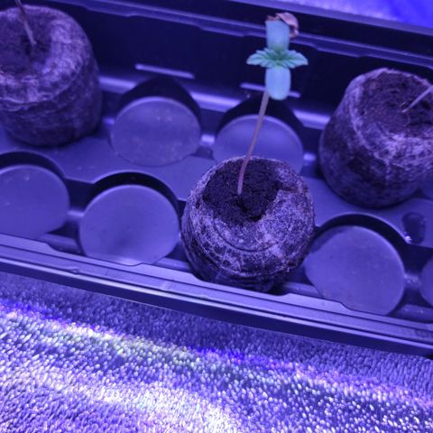 RoMelly growlog timeline photo