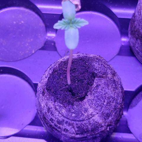 RoMelly growlog timeline photo