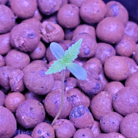 RoMelly growlog timeline photo