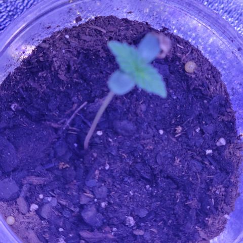 RoMelly growlog timeline photo