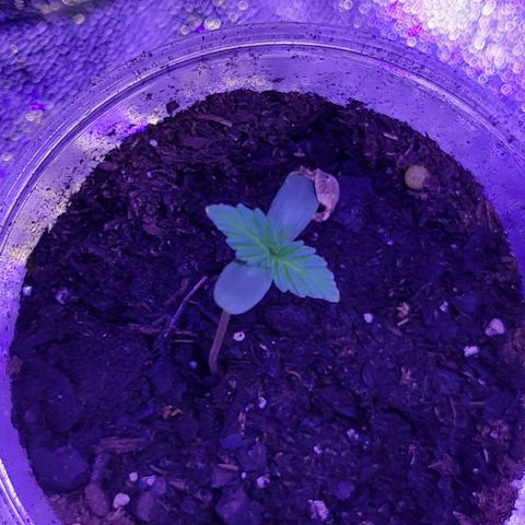 RoMelly growlog timeline photo