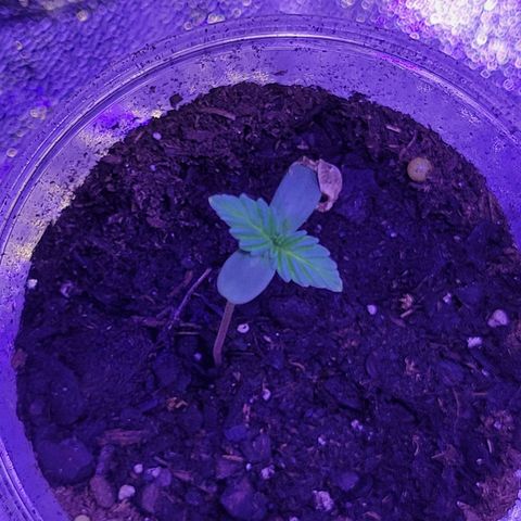 RoMelly growlog timeline photo