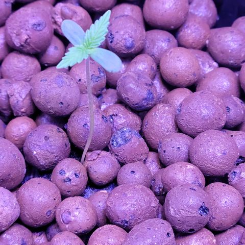 RoMelly growlog timeline photo