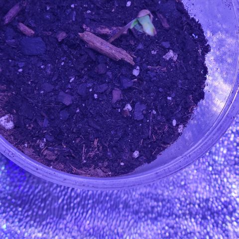 RoMelly growlog timeline photo