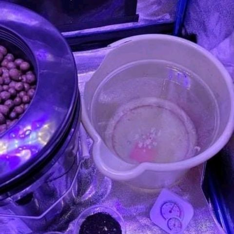 RoMelly growlog timeline photo