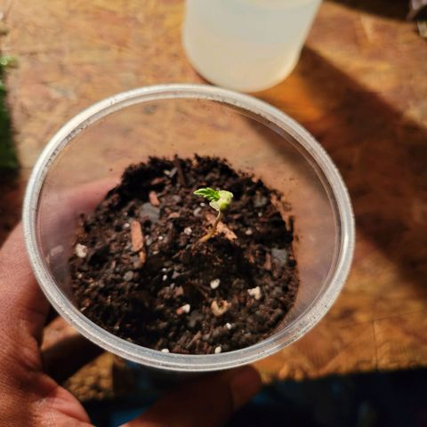 RoMelly growlog photo: Before lights..9:45am