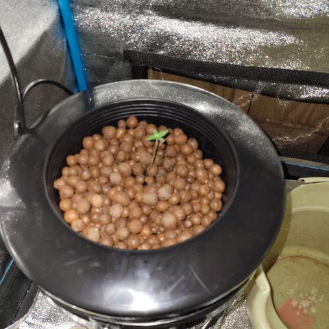 RoMelly growlog photo: Before lights..9:45am