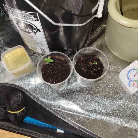 RoMelly growlog photo: Before lights..9:45am