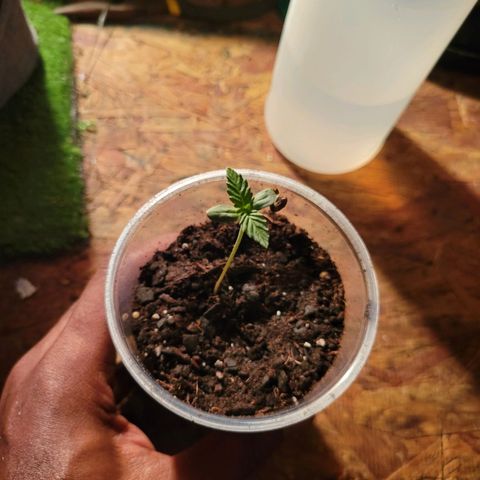 RoMelly growlog photo: Before lights..9:45am