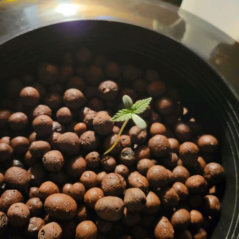 RoMelly growlog photo: Before lights..9:45am