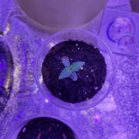 RoMelly growlog timeline photo
