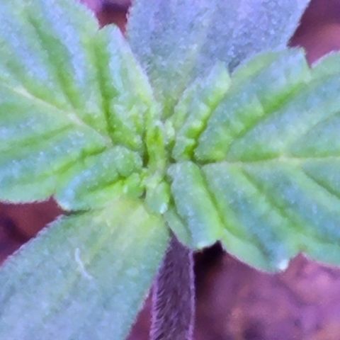 RoMelly growlog timeline photo