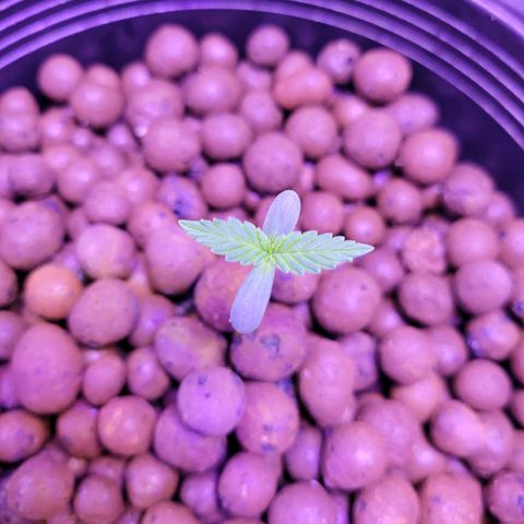 RoMelly growlog timeline photo