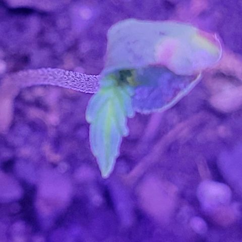 RoMelly growlog timeline photo