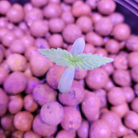 RoMelly growlog timeline photo