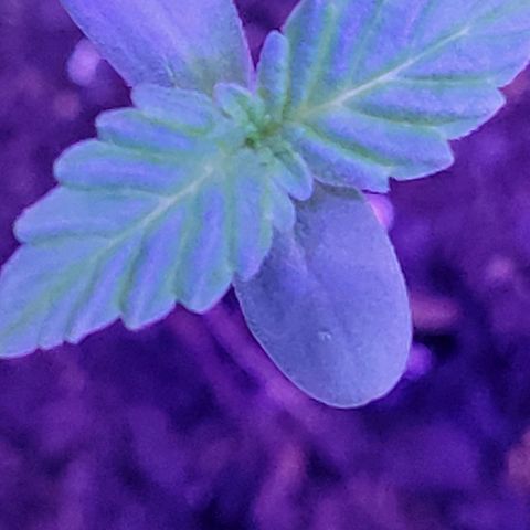 RoMelly growlog timeline photo