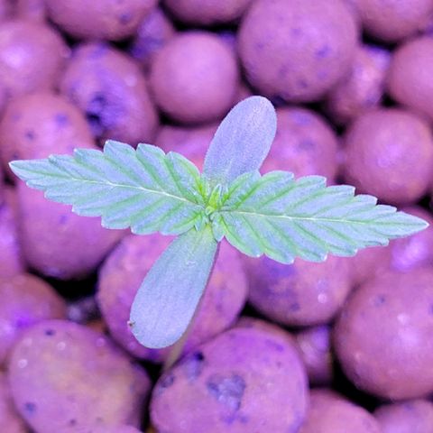 RoMelly growlog timeline photo