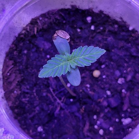 RoMelly growlog timeline photo