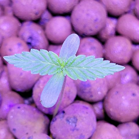 RoMelly growlog timeline photo