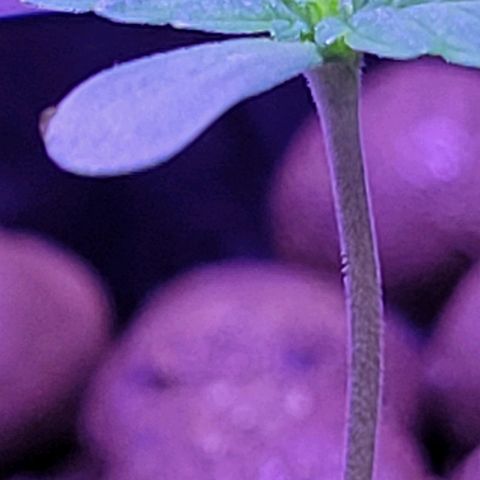 RoMelly growlog timeline photo