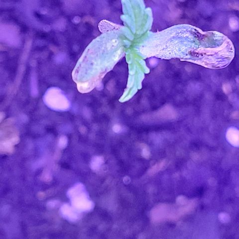 RoMelly growlog timeline photo