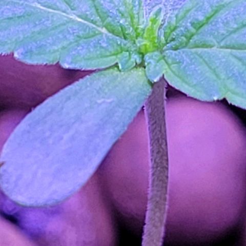RoMelly growlog timeline photo