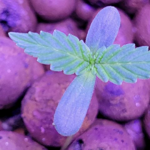 RoMelly growlog timeline photo