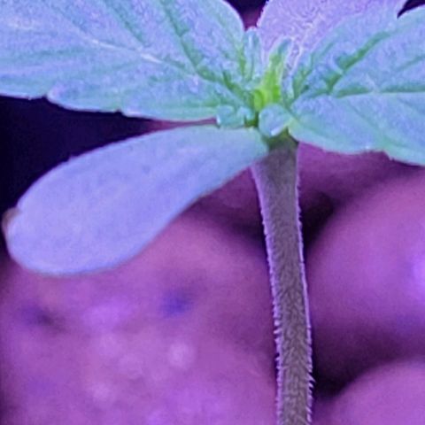 RoMelly growlog timeline photo
