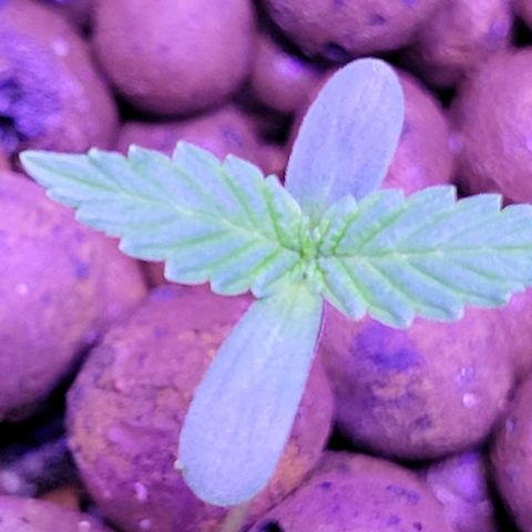 RoMelly growlog timeline photo