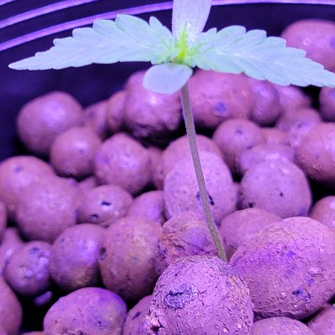 RoMelly growlog timeline photo